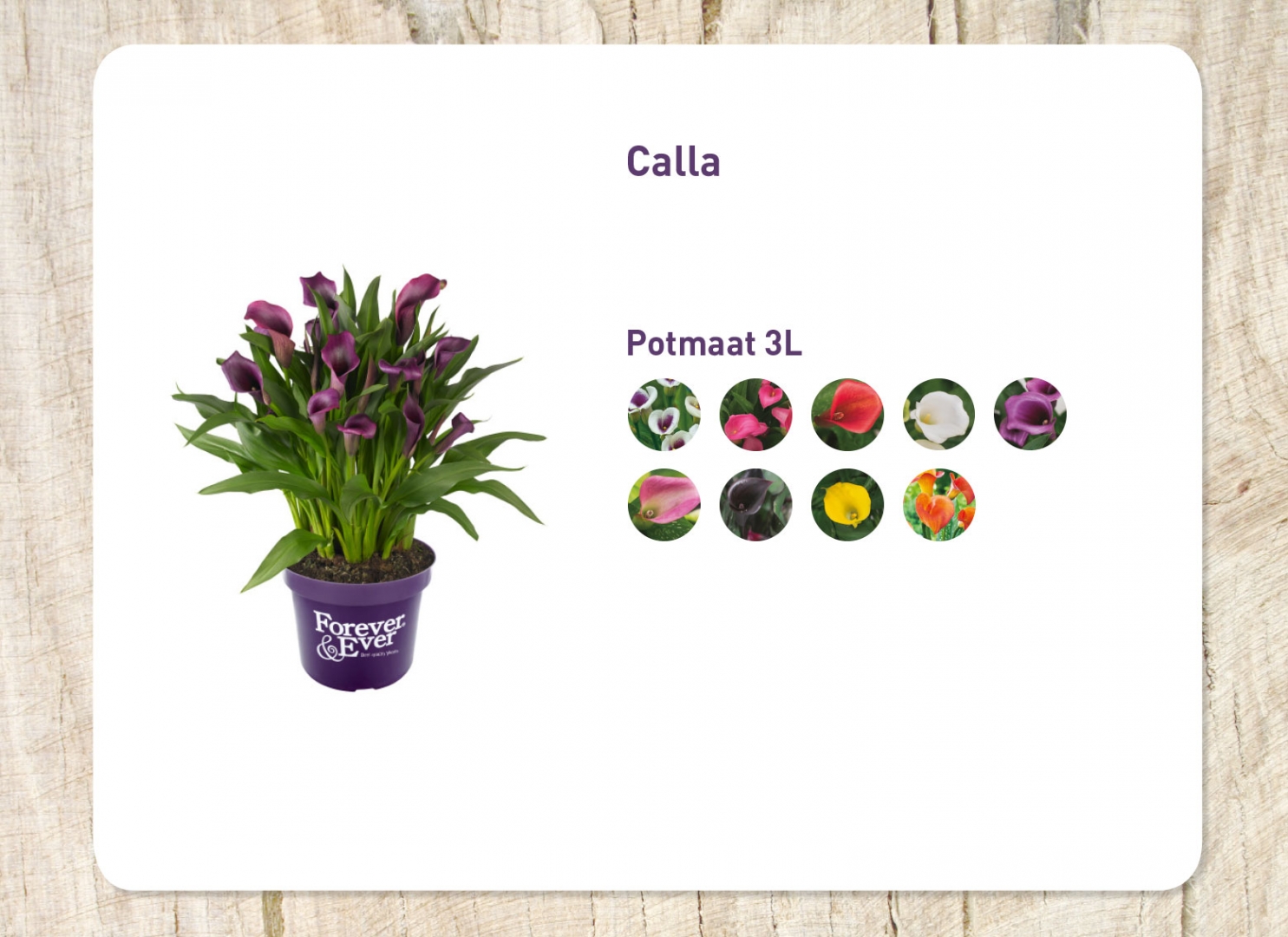 calla_20171020133218