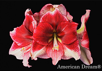 giftcard-360-250-3_20220712141638371